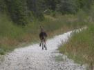 Kyle Pickering and Bobby McDowell walking across Canada